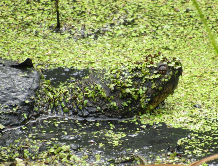 Common Snapping Turtle